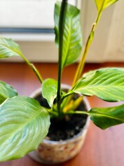 Spathiphyllum flowers - beautiful houseplant