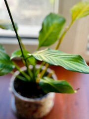 Spathiphyllum flowers - beautiful houseplant