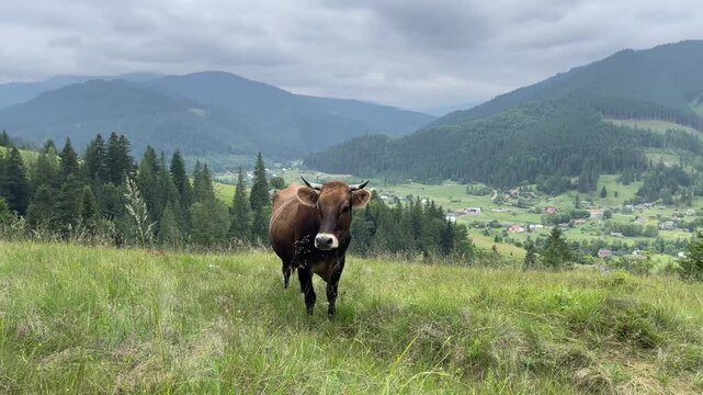 A brown cow peacefully grazing in mountain landscape