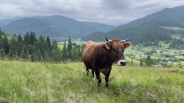 A brown cow peacefully grazing in mountain landscape
