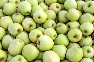 Sale of fruits in store and market. Business and industry, great harvest and healthy eat, nature background. Lots of delicious fresh green apples on farm, warehouse, outdoor, copy space, panorama