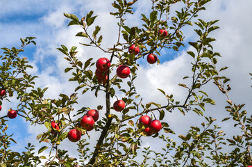 Close-up view of a vibrant apple tree bearing ripe red fruit under a clear blue sky