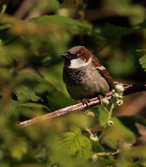bird on a branch 