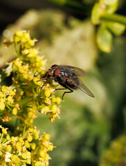 fly on a leaf