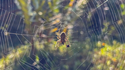 Orb-weaver Spider on Web with Prey and Flaws in Backlight