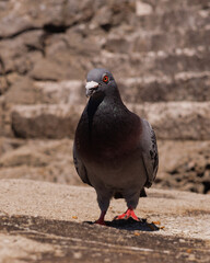 pigeon on the ground