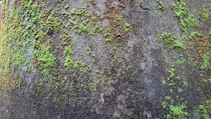 Wild Green Moss Growing on Damp Wall Surface – Natural Texture Background of Moisture-Loving Moss Plants on Concrete, Ideal for Nature Design, Posters, and Presentations