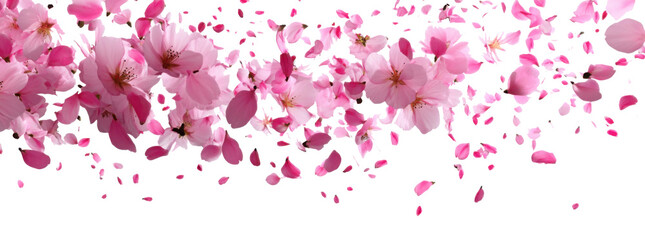 Delicate Pink Cherry Blossom Petals Blowing in Air - Natural Flow on white Background