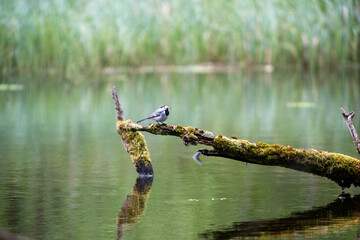 bird on old wood by the lake
