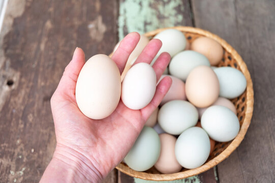 Farmer holds two eggs of different sizes above a wicker basket full of colorful organic chicken eggs, showing the variety of shell sizes and colors from different breeds of chickens,