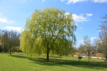Salix babylonica_Weeping Willow tree in spring in the lawn