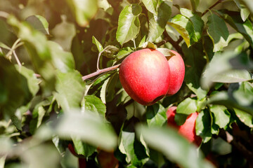 Seasonal work at summer or autumn. Apple trees in orchard, with red fruits ready for harvest, successful business, natural and agriculture. Green leaves on plantation on eco organic farm, copy space