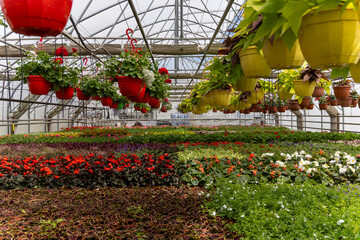 Obraz premium Floral Harmony in a Greenhouse Full of Life and Color
