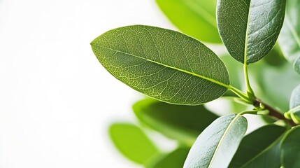 Obraz premium Close-up view of fresh, vibrant green leaves.