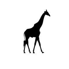 Fototapeta premium Silhouette of a giraffe standing on a black background