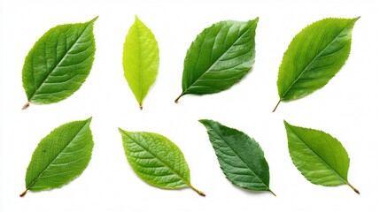 Vibrant Collection of Real Fresh Green Leaves Isolated on White Background