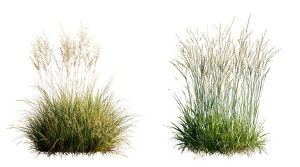 Whispering grasses bathed in golden sunlight embodying tranquility and resilience in nature s on transparent background