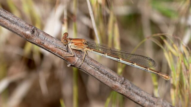 brown damselfly clings to a twig in morning sunlight