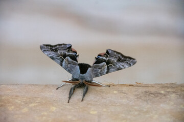 one-eyed sphinx moth perched on wood pallet 