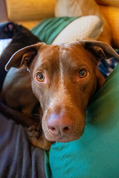 giving you those puppy dog eyes