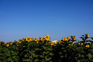 Sunflower field with blue sky