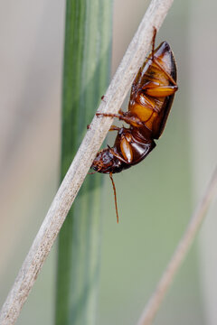 Close-up of a running black beetle (Harpalus rufipes) with brown legs, resting on the ground