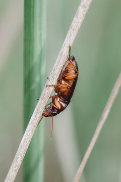 Close-up of a running black beetle (Harpalus rufipes) with brown legs, resting on the ground