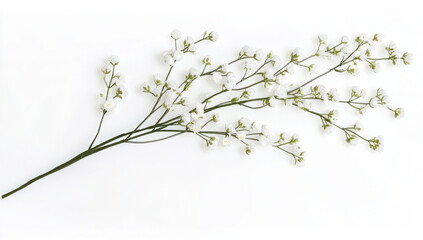 Elegant sprig of Baby's Breath with blossoms and buds, isolated on a transparent background.