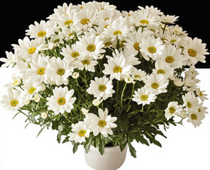Argyranthemum frutescens (Anthemis) en pot