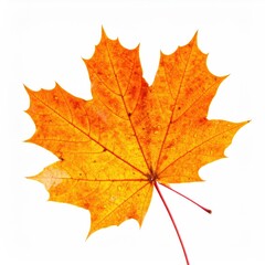 Orange Autumn Maple Leaf with Water Drops Isolated on White