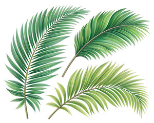 Green Palm Leaves, Realistic Coconut Palm Foliage PNG, Transparent Background