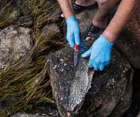Obraz premium Fisherman filleting fresh fish on beach outdoors. Closeup of hands wearing blue latex gloves using a sharp knife to fillet a fresh fish on a rock surface.