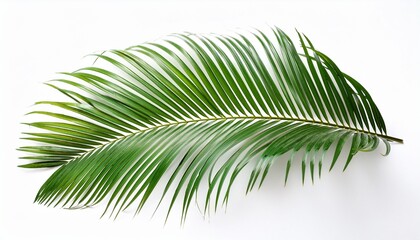 Obraz premium palm leaf isolated on white background
