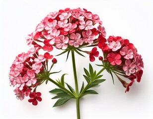 red valerian clusters of small red pink or white flowers on tall stems adding color to gardens isolated on clear white background highly detailed