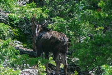 moose passing by in the forest 