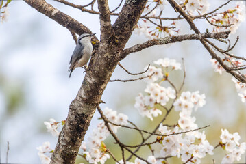 桜の木にとまるゴジュウカラ
