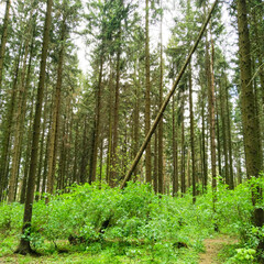 Naklejka premium Falling old tree in forest. After natural disaster.