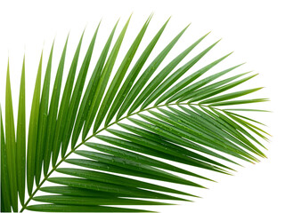 Fototapeta premium Lush green palm frond with dew drops isolated on transparent background