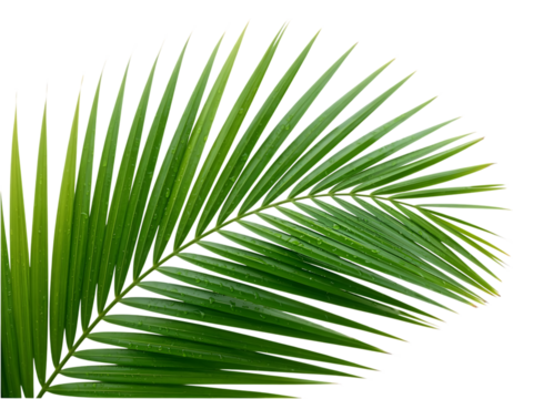 Lush green palm frond with dew drops isolated on transparent background - Powered by Adobe