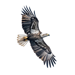 Bald Eagle flying, Wild bald eagle flies overhead, isolated on transparent background