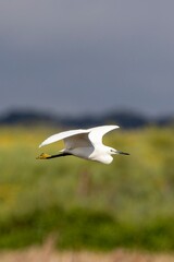 Vertical close-up of a Little Egret (Egretta garzetta) flying over green, yellow, and brown fields with soft gray sky. Arrocampo Bird Park, Extremadura, Spain.