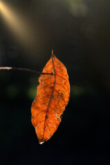 Autumn: Withered leaf hanging on a branch in the sunlight. Vertical