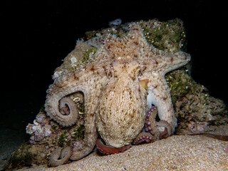 Mediterranean octopus at night