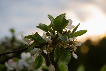 Branch with blooming white apple flowers in the park on sunset sky. Nature. Portrait with natural lighting, untouched colors in evening sky blur background.