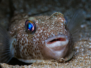 Yellow-spotted pufferfish from Cyprus