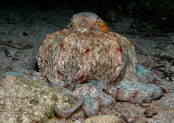 Mediterranean octopus at night