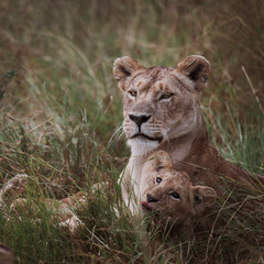 Mother lion resting with cub in grassy savannah landscape