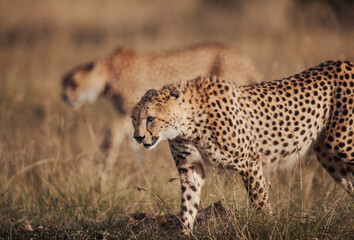 Cheetahs in the wild observe their surroundings under soft sunlight