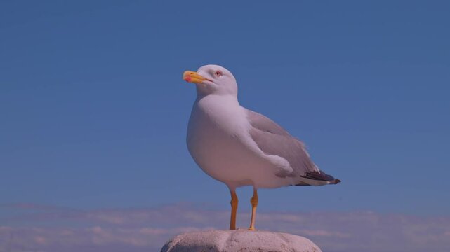 Seagull looking around with curious eyes