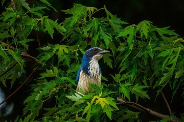 Vibrant Bird Among Green Leaves